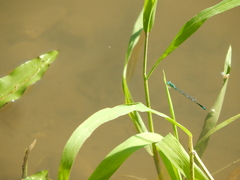Enallagma exsulans