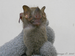 Pygoderma bilabiatum
