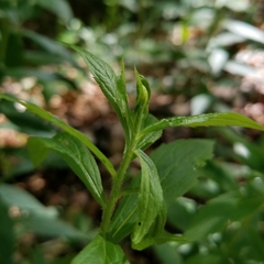 Asphondylia rosulata