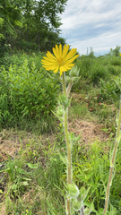 Silphium laciniatum