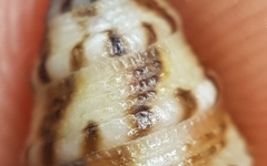 Jujubinus exasperatus