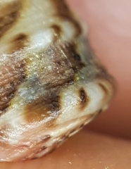 Jujubinus exasperatus