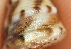 Jujubinus exasperatus