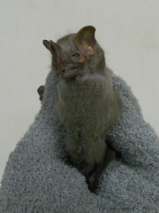 Pygoderma bilabiatum