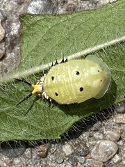 Physonota unipunctata