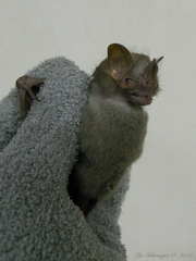 Pygoderma bilabiatum