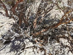 Rhinotropis acanthoclada