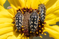 Acmaeodera bacchariphaga