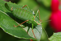 Leptophyes punctatissima
