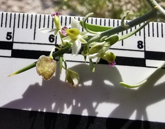 Rhinotropis acanthoclada