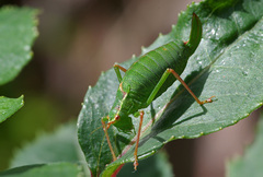 Leptophyes punctatissima