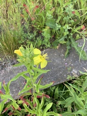 Oenothera rubricaulis