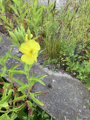 Oenothera rubricaulis