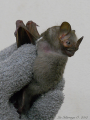Pygoderma bilabiatum