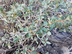 Symphoricarpos longiflorus