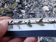 Symphoricarpos longiflorus