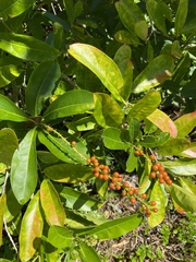 Citharexylum caudatum