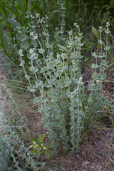Hypericum tomentosum