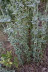 Hypericum tomentosum