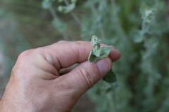Hypericum tomentosum