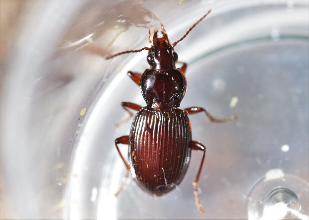 Gastrellarius honestus