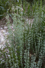 Hypericum tomentosum