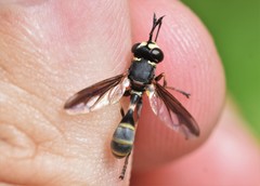 Physocephala marginata