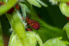Uroleucon obscuricaudatum