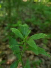 Asphondylia rosulata