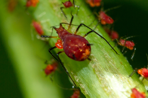 Uroleucon obscuricaudatum (Olive, 1965)