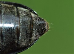 Trigonarthris subpubescens