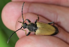 Trigonarthris subpubescens