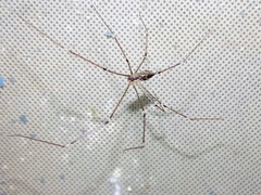 Physocyclus globosus