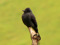 Smoke-Colored Pewee photo 3