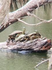 Pseudemys concinna concinna