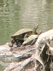 Pseudemys concinna concinna