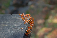 Hippodamia convergens