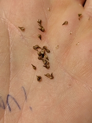 Carex atlantica