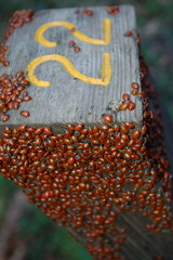 Hippodamia convergens