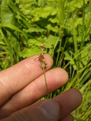 Carex atlantica