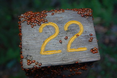 Hippodamia convergens