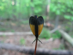 Pyromorpha dimidiata