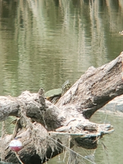 Pseudemys concinna concinna