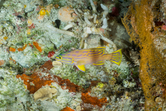 Harlequin Hind photo 3