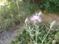 Centaurea stoebe australis