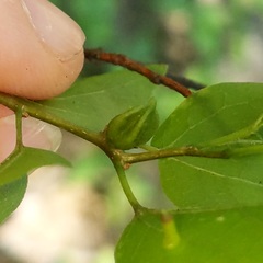 Celticecis semenrumicis