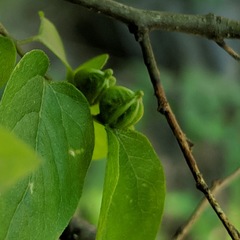 Celticecis semenrumicis