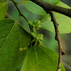 Celticecis semenrumicis