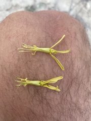 Stanleya viridiflora