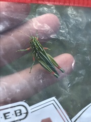 Hesperotettix viridis